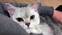 Baby Cats - Cute and Funny Cat Videos Compilation #cat #catvideos #funnycatvideos #cutecatvideos #catvideos2022 #funniestcatvideos #funnycatmoments #funnycatvideos2022 #funnycatanddogvideos #cattv (34)