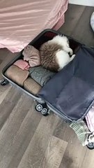 Baby Cats - Cute and Funny Cat Videos Compilation #cat #catvideos #funnycatvideos #cutecatvideos #catvideos2022 #funniestcatvideos #funnycatmoments #funnycatvideos2022 #funnycatanddogvideos #cattv (36)