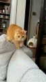 Baby Cats - Cute and Funny Cat Videos Compilation #cat #catvideos #funnycatvideos #cutecatvideos #catvideos2022 #funniestcatvideos #funnycatmoments #funnycatvideos2022 #funnycatanddogvideos #cattv (37)