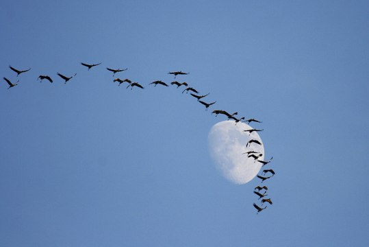 Vauvert : Lever de grues au centre du Scamandre à Gallician
