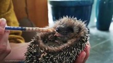 See how to Feed Hedgehog Babies