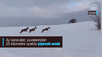 Aç karacalar, yuvalarından 25 kilometre uzakta yiyecek aradı