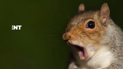 Cet écureuil, ivre après avoir mangé une poire fermentée, devient la star du web (VIDÉO)