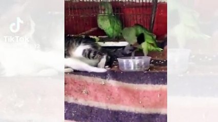 Papağanın burnundan getiren kedi!