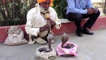 Indian snake charmers are amazing.