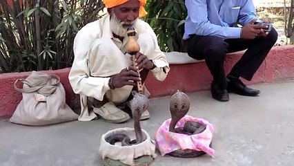 Download Video: Indian snake charmers are amazing.