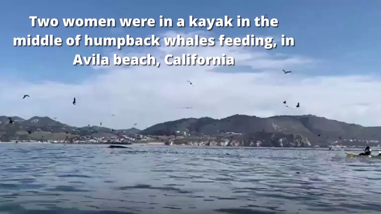 Deux femmes en kayak se font avaler par une baleine !