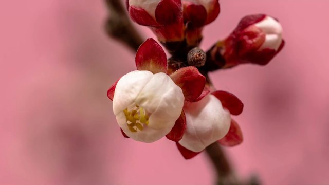 Quelles fleurs offrir pour la Saint-Valentin ?