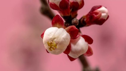 Quelles fleurs offrir pour la Saint-Valentin ?