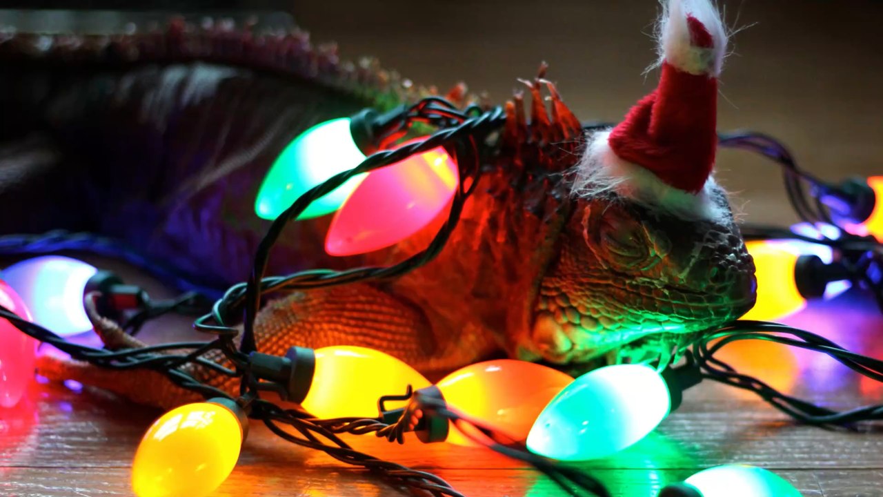 En Floride, les habitants se préparent à affronter une "pluie d'iguanes"