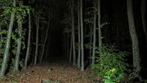 Ormanda gece vakti gezenler korkunç bir bölge keşfetti! Hiç kimse girmeye cesaret edemiyor