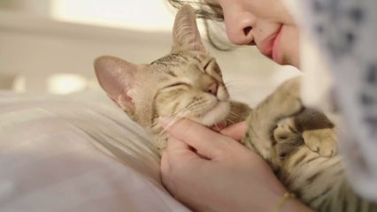 LIDL vend un accessoire pour chat qui cartonne