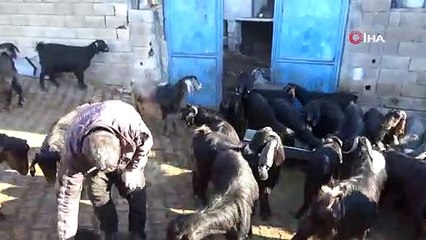 Kilis'te gözü alnında olan oğlak dünyaya geldi