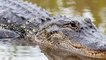 Un immense alligator filmé sur un terrain de golf en Floride choque les internautes (VIDÉO)