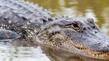 Un immense alligator filmé sur un terrain de golf en Floride choque les internautes (VIDÉO)