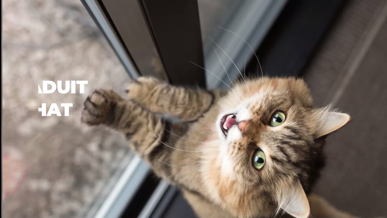Chat, pourquoi il nous suit dans les toilettes ?
