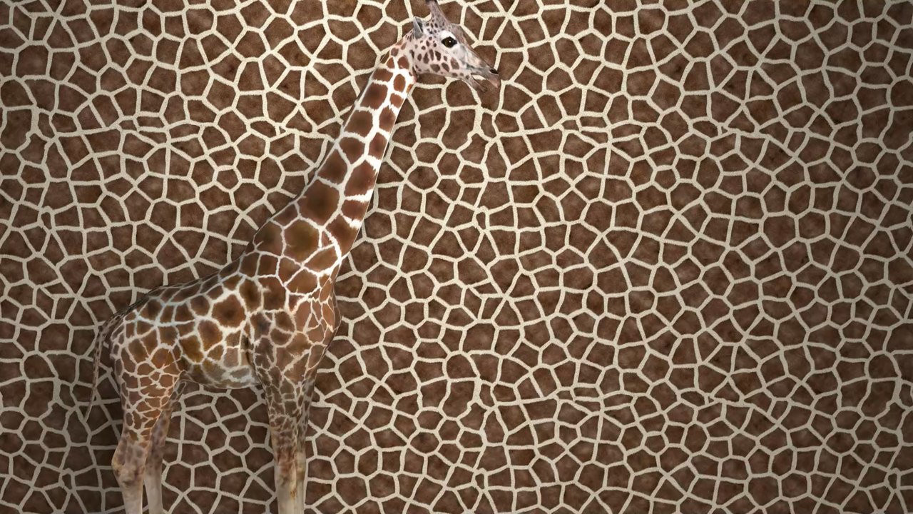 Illusion d'optique : combien d'animaux voyez-vous sur cette image ?