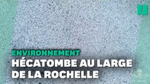 La mort des poissons dans le golfe de Gascogne due à un filet brisé