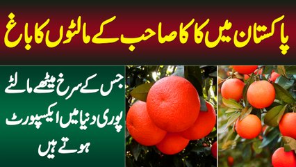 Pakistan Me Kaka Sahib Ka Orange Garden - Jiske Surkh Meethe Malty Puri Duniya Me Export Hote Hain
