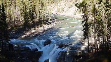 Osprey Bald Eagle with her Baby