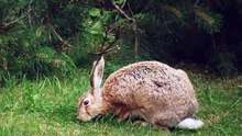 Rabbits on the yard