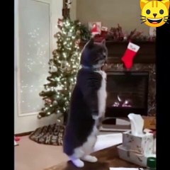 cat funny video #6  , funny videos , follow me for more interesting video