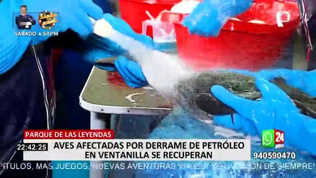 Parque de las Leyendas asiste a especies marinas afectadas por derrame de petróleo