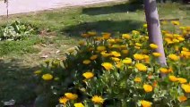 बसंत ऋतु का स्वागत:पीले फूलों से सजा सेंट्रल पार्क वॉकर्स को लुभाएगा