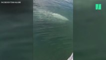 Animaux : un baleineau se retrouve coincé dans la Tamise de Londres