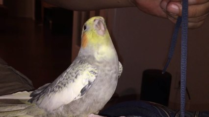 This Bird Has Probably The Weirdest Way Of Showing Its Anger