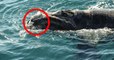 They Were Astonished To Spot This Extremely Rare Creature In The Ocean