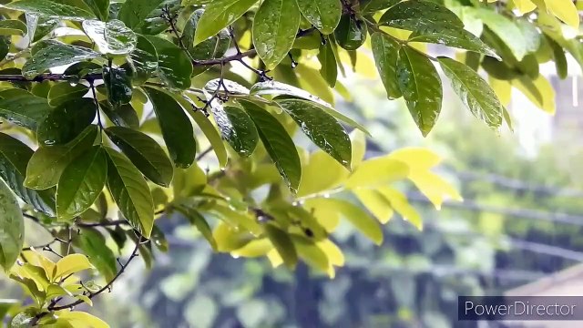 Instrumental meditation piano music rain sounds for sleeping relax music