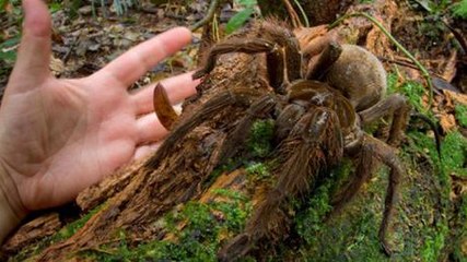 Meet Goliath: Hands Down The World's Biggest Spider