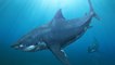 The Megalodon Was The Largest Shark To Ever Live On Earth - But No One Knows Where It Went