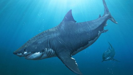 The Megalodon Was The Largest Shark To Ever Live On Earth - But No One Knows Where It Went