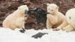 They Captured These Stunning Photos Of Polar Bear Cubs Playing... But Their Hearts Broke When They Zoomed In