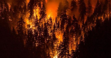 Teen That Caused A Mass Destruction Of Land Hit With 7 Figure Fine