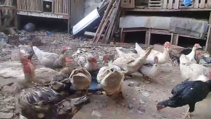 Memanfaatkan lahan yang sempit untuk bisa menghasilkan penghasilan tambahan