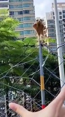 Suger gliders jumping on my hand