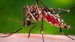 Dengue Fever: An Experiment In The Fight Against Mosquitos Yields Promising Results In Australia