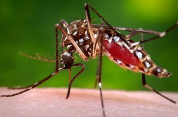 Dengue Fever: An Experiment In The Fight Against Mosquitos Yields Promising Results In Australia