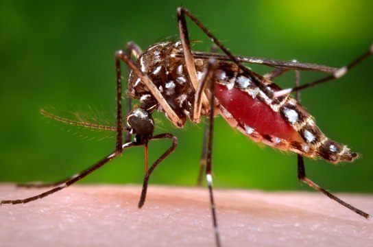 Dengue Fever: An Experiment In The Fight Against Mosquitos Yields Promising Results In Australia
