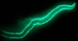 Revealed: Why These Mysterious Worms Glow Every Month After Full Moon