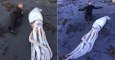 This Giant Squid Was Found Washed Up On A Beach But Its Cause Of Death Is Shrouded In Mystery