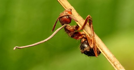 Scientists Have Cracked The Secret Behind The Parasite That Turns Ants Into ZOMBIES