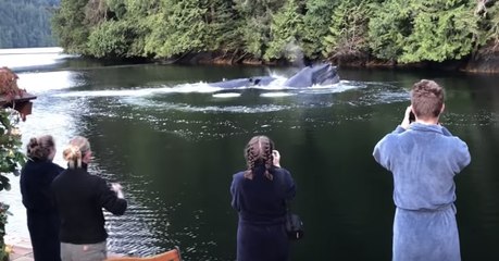 These Tourists Saw Something Incredible While Relaxing This Waterfront Resort