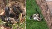 When A Snake Attacked Her Babies This Mother Rabbit Didn't Hesitate To Attack