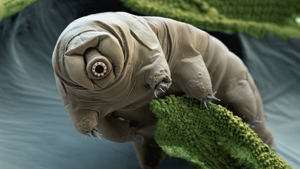 This Incredible Creature Is Almost Indestructible, And It's Found All Over The World