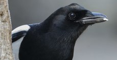 Man Has His Car Hijacked By A Bird In Hilarious Video