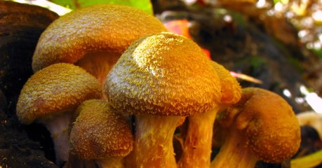 Humongous Fungus, The Giant Mushroom Resident Of Michigan Has To Be Seen To Be Believed